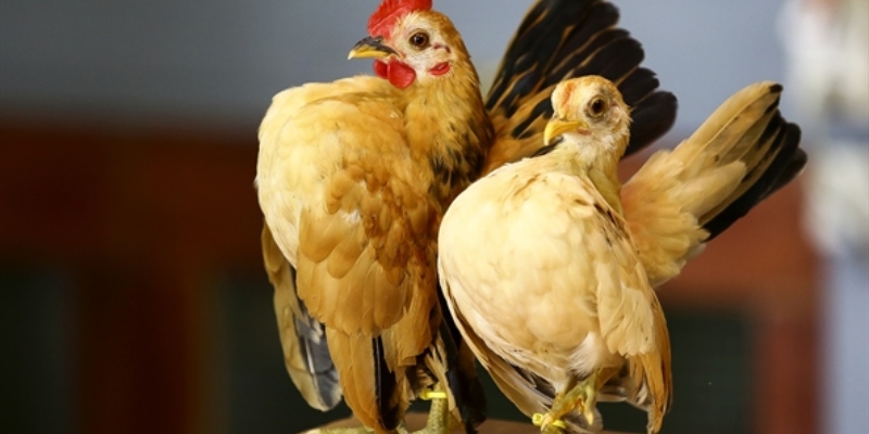 Nên chú ý bổ sung nước sạch thường xuyên cho gà